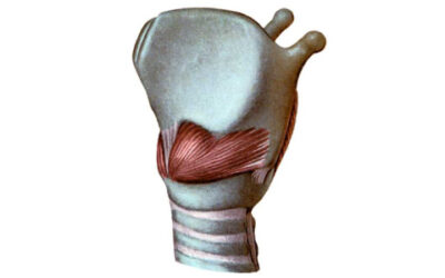 Fibras y funciones de los músculos intrínsecos de la laringe