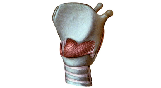 Fibras y funciones de los músculos intrínsecos de la laringe