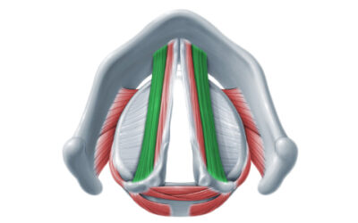 La especialización del músculo tiroaritenoideo