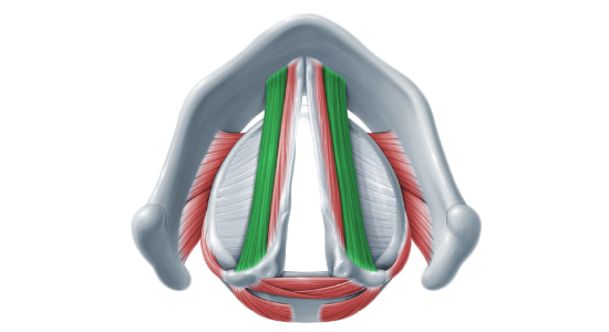 La especialización del músculo tiroaritenoideo