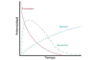 Introducción a la bioenergética de los músculos fonatorios